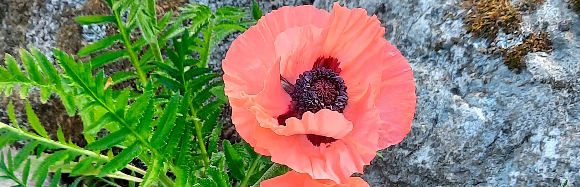 blommor på klippa parterapi