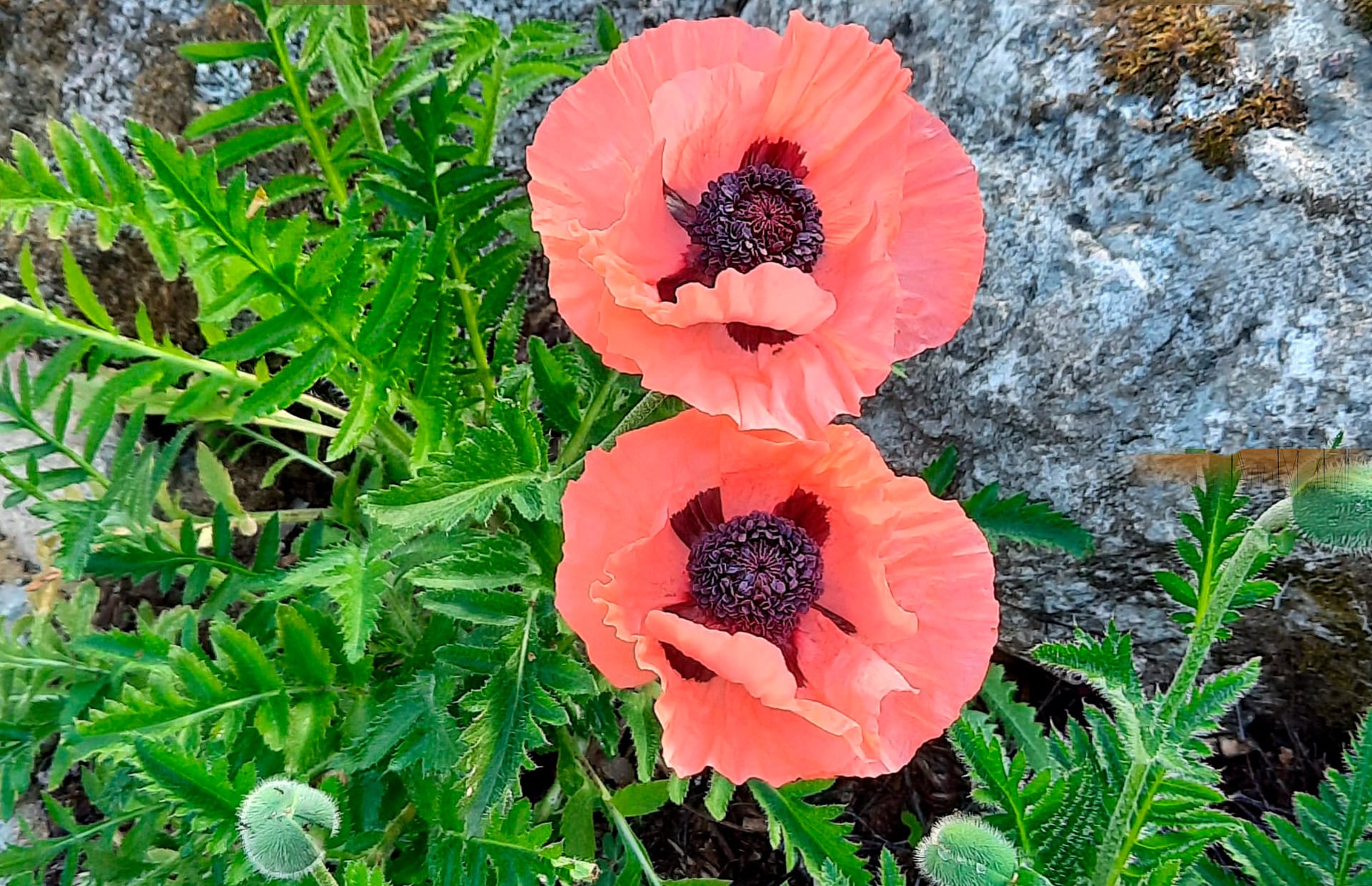 blommor på klippa parterapi